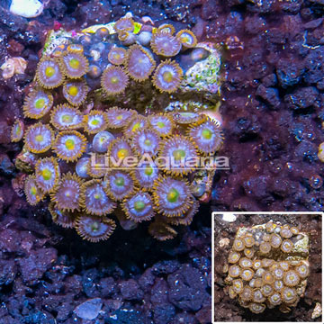 Zoanthus Coral Indonesia