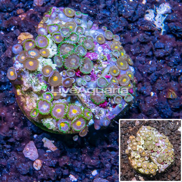 Zoanthus Coral Indonesia