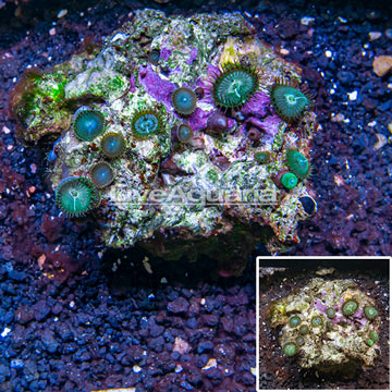 Protopalythoa Coral Vietnam