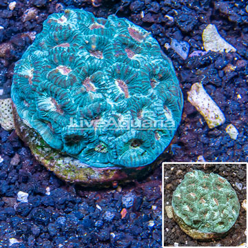 Dipsastrea Coral Indonesia