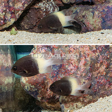 Bicolor Chromis, Trio