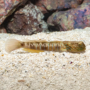 Lagoon Shrimp Goby