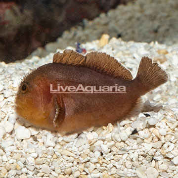 Penny Coral Croucher Goby