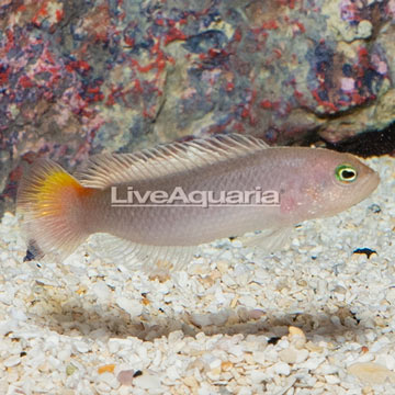 Yellow Breasted Dottyback