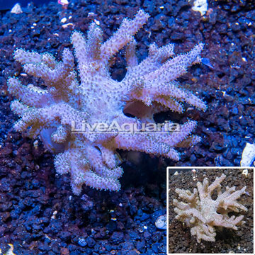 Sinularia Leather Coral Vietnam