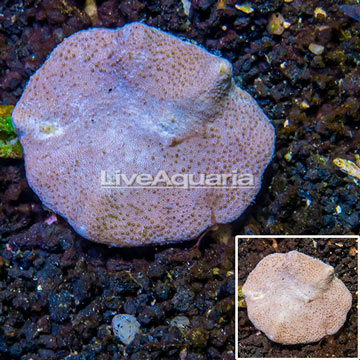 Toadstool Leather Coral Vietnam