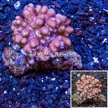 Blushing Leather Coral Fiji