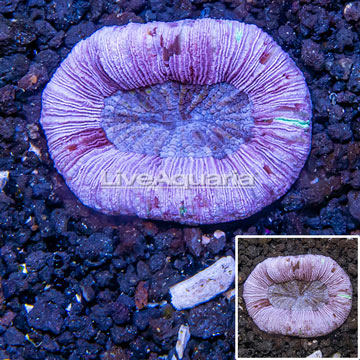 Open Brain Coral Australia 