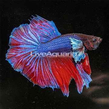 Dumbo Ear Halfmoon Betta, Male 