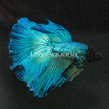 Halfmoon Betta, Male 