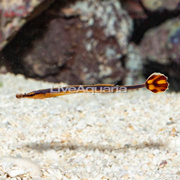 Bluestripe Pipefish, EXPERT ONLY 