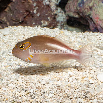 Arc-eye Hawkfish