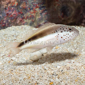 Freckled Hawkfish 