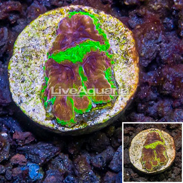 USA Cultured Wolverine Favia Coral