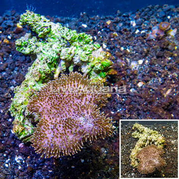 Toadstool Mushroom Leather Coral  Vietnam