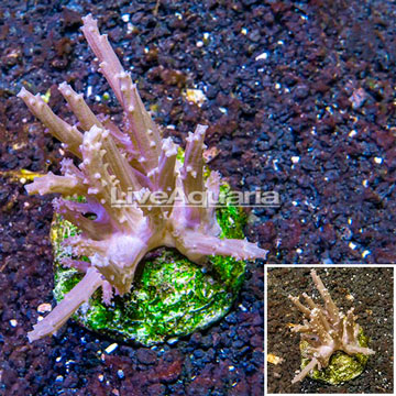 Tree Coral Indonesia