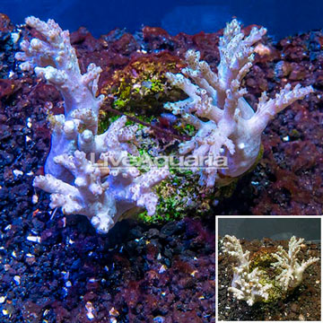 Sinularia Leather Coral Indonesia