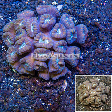 Caulastrea Coral Tonga