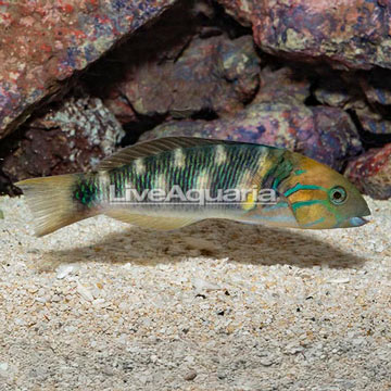 Goldbar Wrasse 