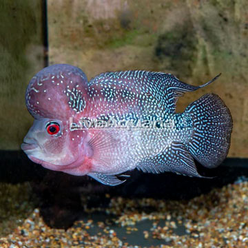 Flowerhorn Cichlid