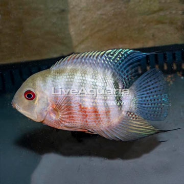 Tiger Severum Curare Cichlid