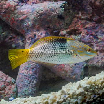 Marble Hortulanus Wrasse