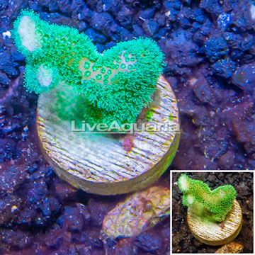 LiveAquaria® Cultured Green Stylophora Coral 