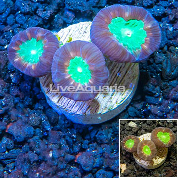 LiveAquaria® Cultured Candy Cane Coral 