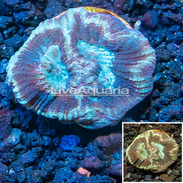 LiveAquaria® Cultured Goniastrea Brain Coral