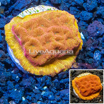 LiveAquaria® Cultured Jason Fox Lunar Leptoseris Coral