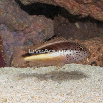 Freckled Hawkfish 