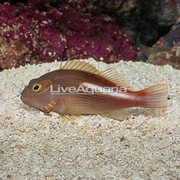 Arc-eye Hawkfish