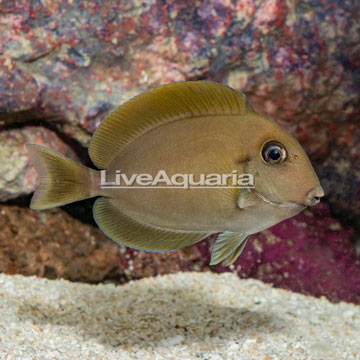 Epaulette Surgeonfish