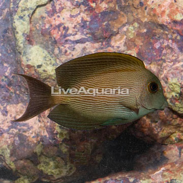 Orange Stripe Bristletooth Tang