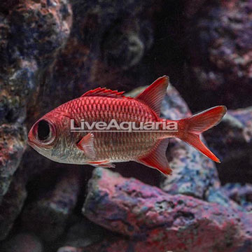 Big Eye Black Bar Soldierfish