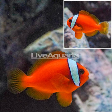 Tomato Clownfish