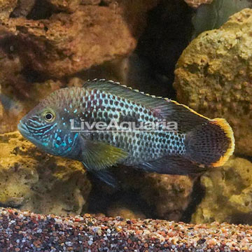 Green Terror Cichlid