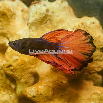 Mustard Rosetail Betta