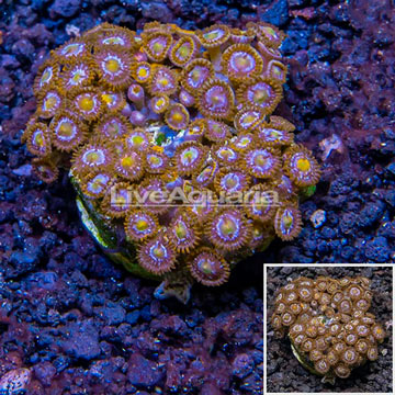 Zoanthus Coral Indonesia