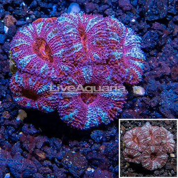 LiveAquaria® Cultured Acan Lord Coral