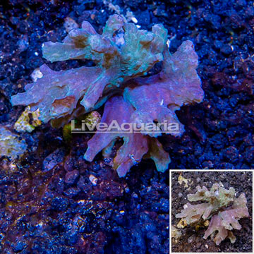 Sinularia Leather Coral Vietnam