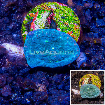 LiveAquaria® Ultra Chalice Coral