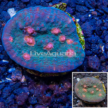 LiveAquaria® Cultured Ultra Chalice Coral