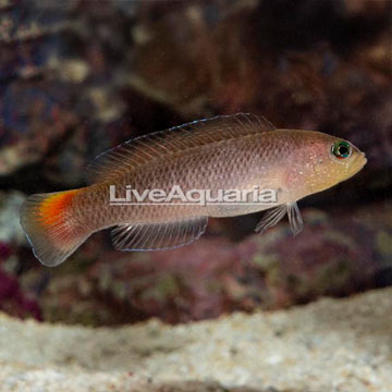 Yellow Breasted Dottyback