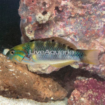 Goldbar Wrasse 