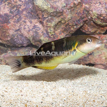 Jansen Saddle Wrasse