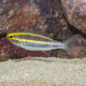 Whiptail Threadfin Bream 