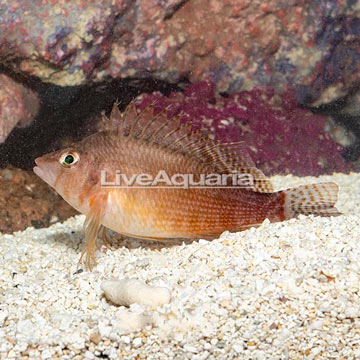 Yellow Hawkfish