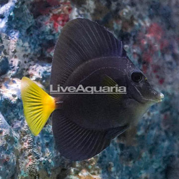 Purple Tang (Blemish)