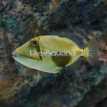 Bursa Triggerfish 